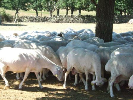 Autor: Raúl Martínez; <br/>Año: 2009; <br/>Sexo: Rebaño; <br/>Comentario: Rebaño de hembras en Tomada en Villavieja de Yeltes, Salamanca. Entorno de dehesa 