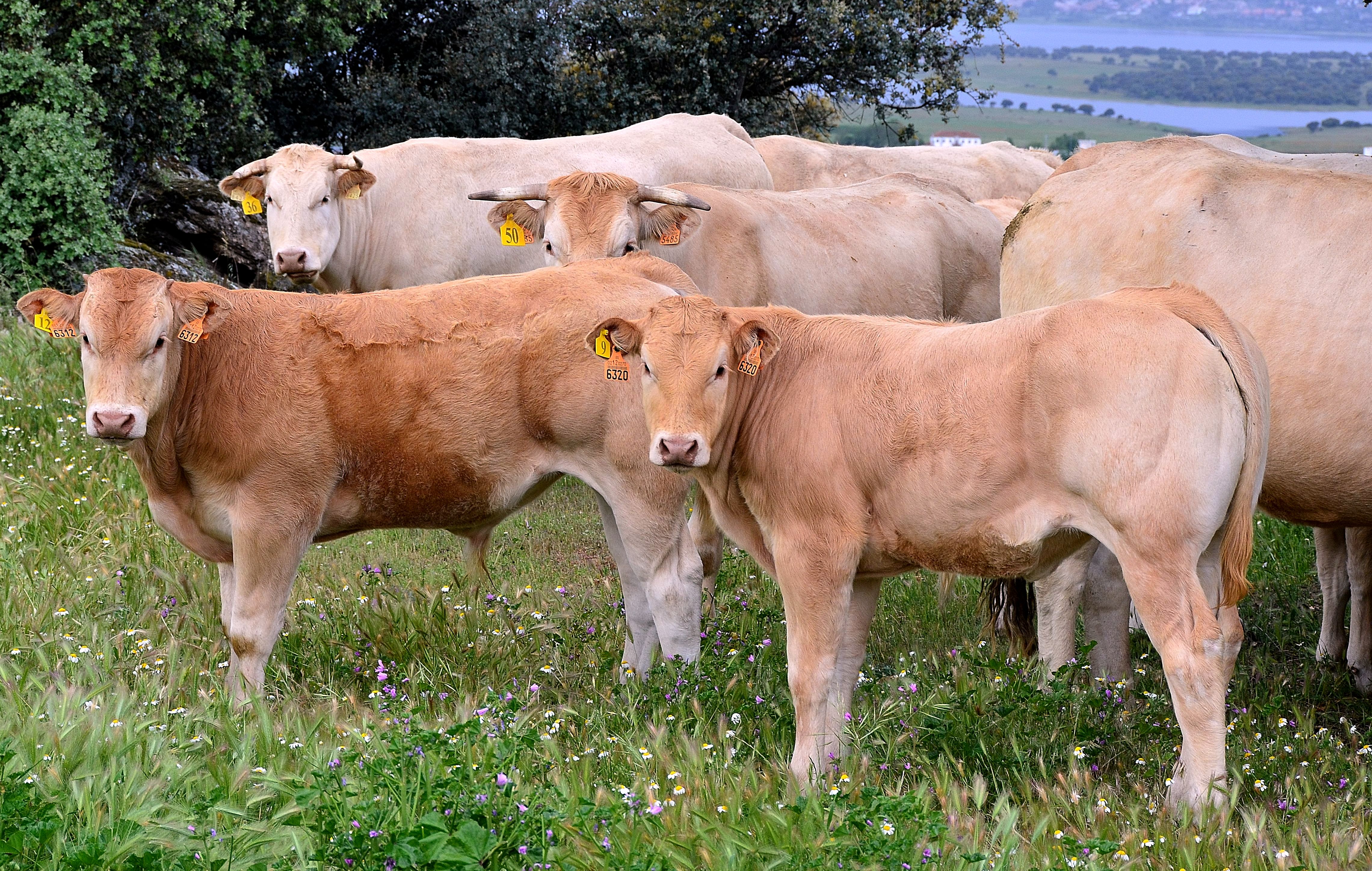Autor: Antonio Sanz Vicente.<br/>Fecha: 2012. <br/>Comentario: Animales blonde en la sierra Madrileña, Soto del Real (Madrid).<br/> Imagen facilitada por la CONFEDERACIÓN NACIONAL DE CRIADORES DE GANADO BOVINO SELECTO DE LA RAZA BLONDE DE AQUITANIA (CONABA). 