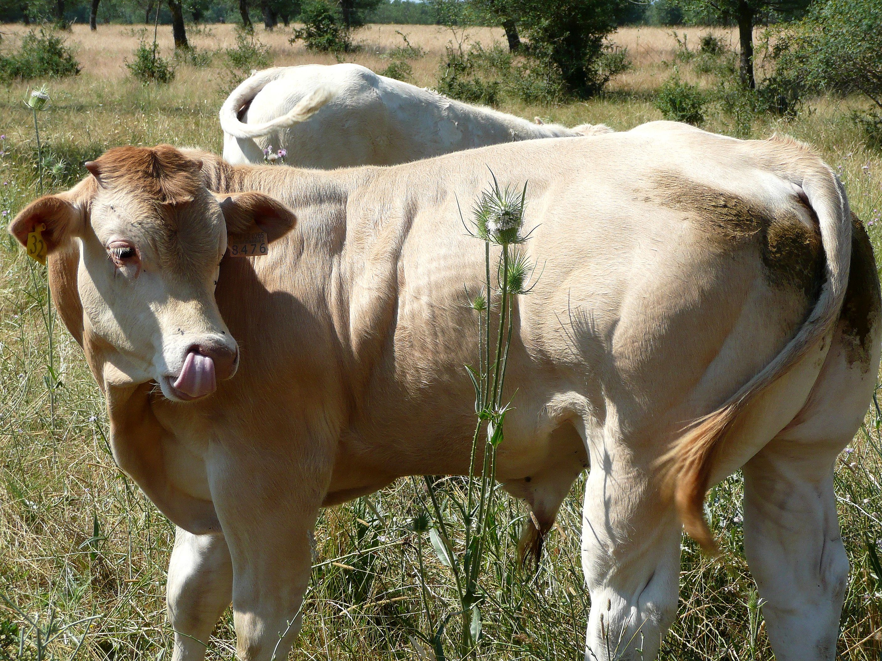 Autor: Antonio Sanz Vicente.<br/>Año: 2010.<br/>Sexo: Macho<br/>Comentario: Ternero blonde de 5 meses, Soto del Real (Madrid).<br/>Imagen facilitada por la CONFEDERACIÓN NACIONAL DE CRIADORES DE GANADO BOVINO SELECTO DE LA RAZA BLONDE DE AQUITANIA (CONABA). 
