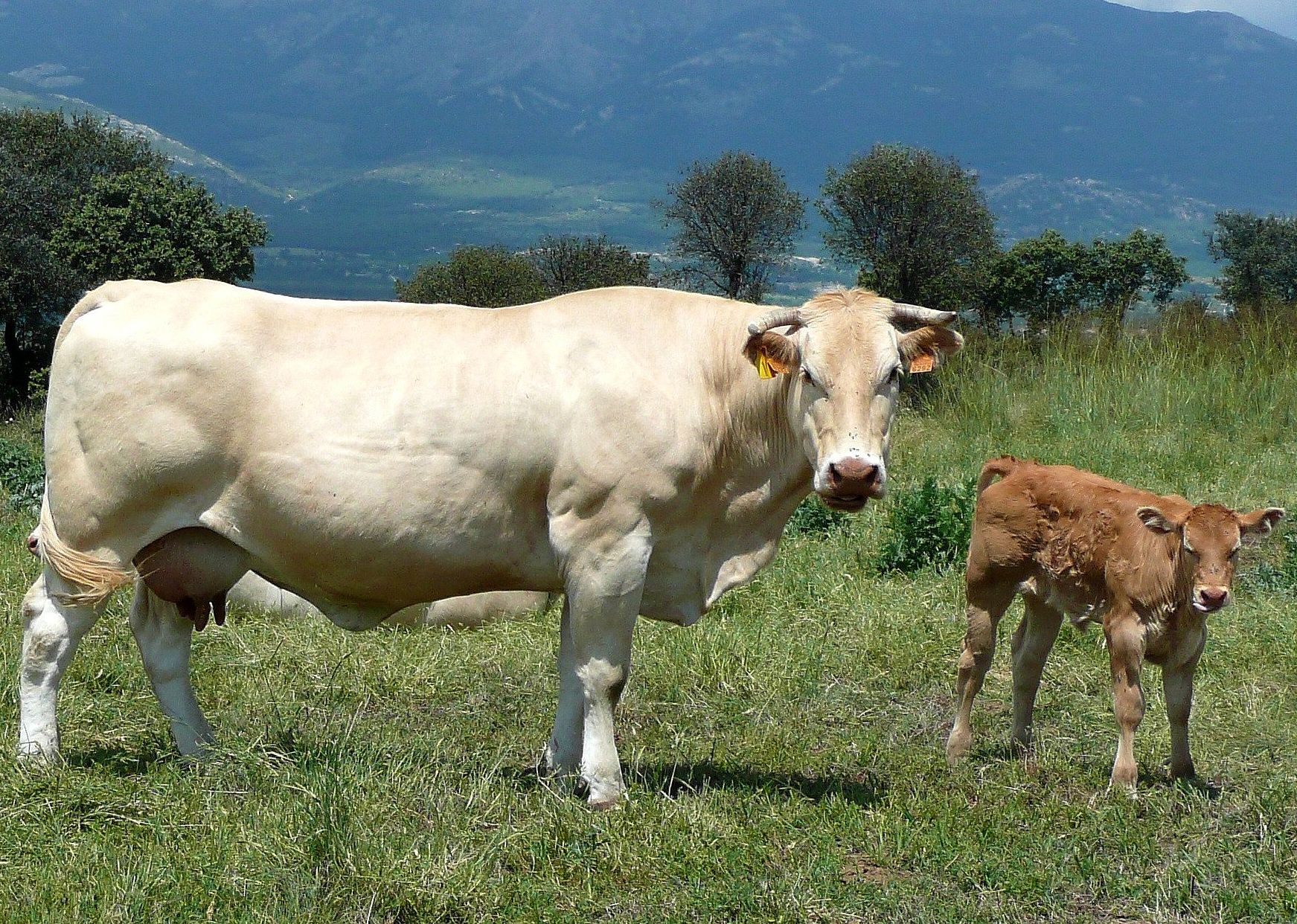 Autor: Antonio Sanz Vicente.<br/>Año: 2011.<br/>Sexo: Hembra con cría. <br/>Comentario: Excelentes cualidades maternales. Vaca blonde con ternero en Soto del Real (Madrid).<br/> Imagen facilitada por la CONFEDERACIÓN NACIONAL DE CRIADORES DE GANADO BOVINO SELECTO DE LA RAZA BLONDE DE AQUITANIA (CONABA).