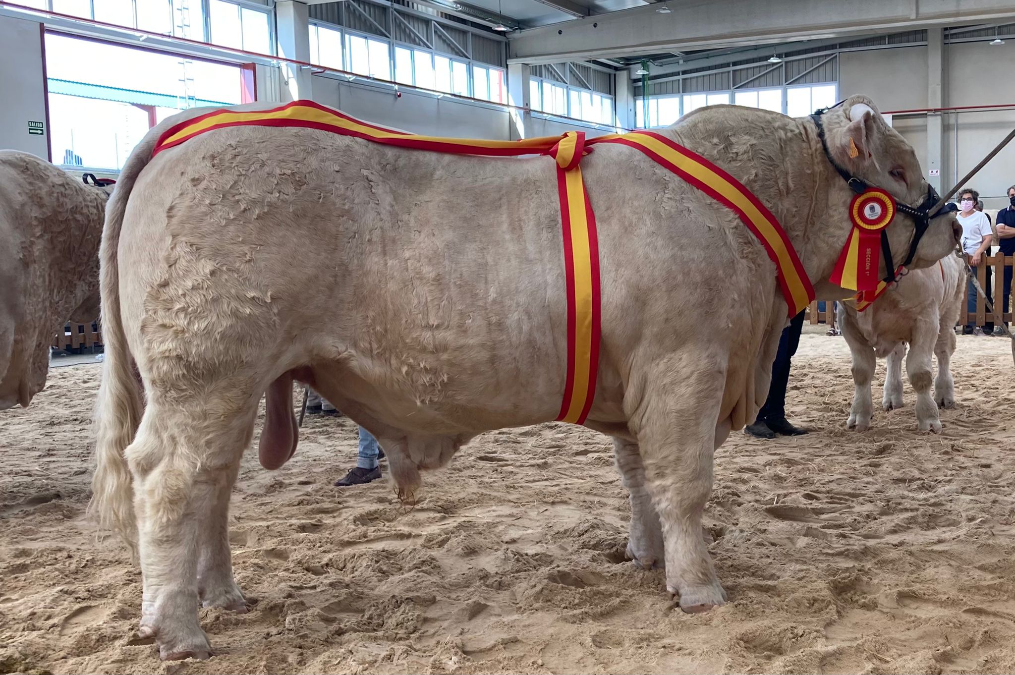 Toro Charolés<br/>