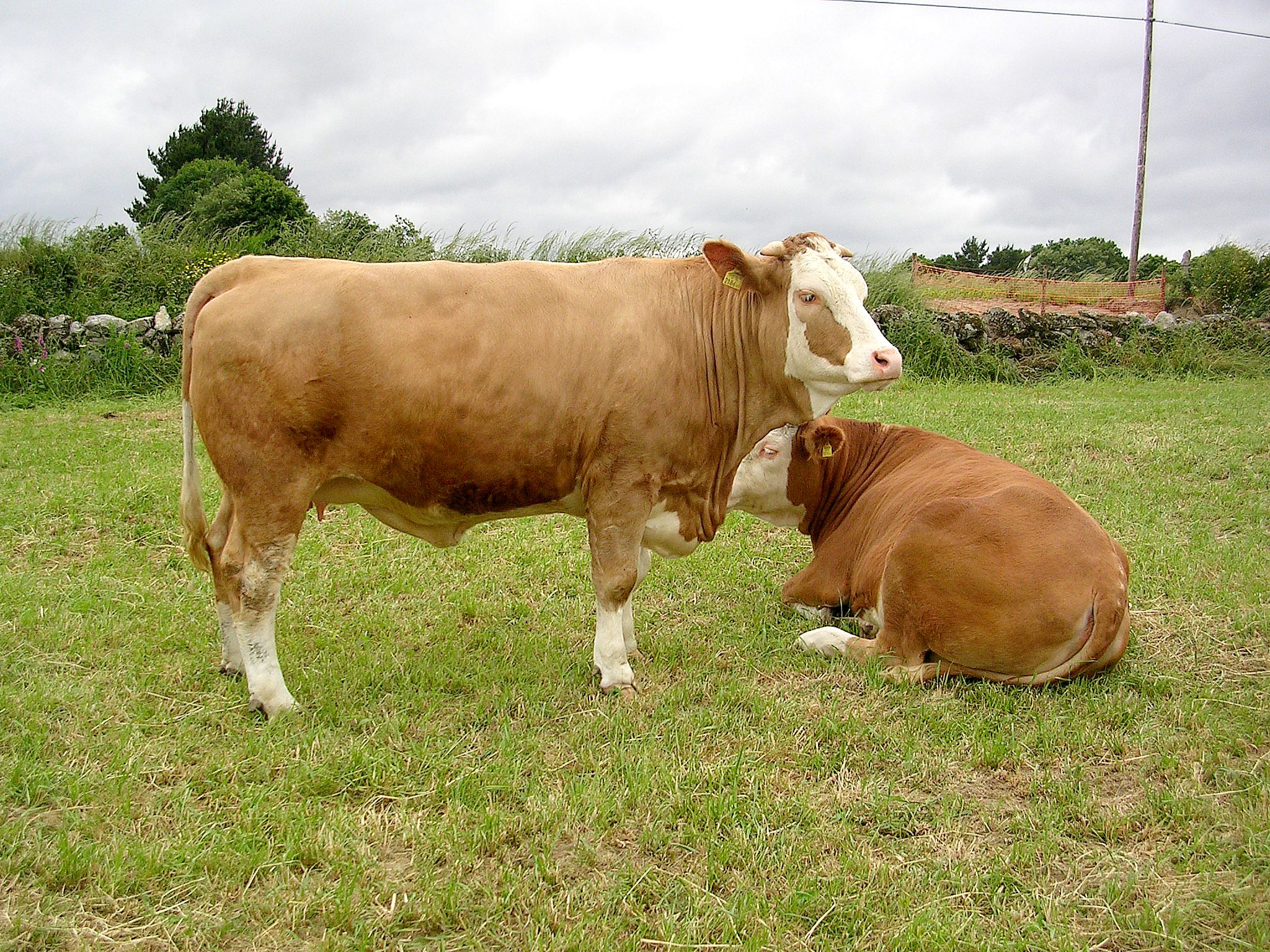 Autor: Emilio Gaspar Giménez.<br/>Año: 2007.<br/>Sexo: Hembra.<br/>Comentario: LUNGAU con 2,5 años de edad.<br/>Imagen facilitada por ASOCIACIÓN NACIONAL DE CRIADORES DE GANADO VACUNO FLECKVIEH-SIMMENTAL DE ESPAÑA.