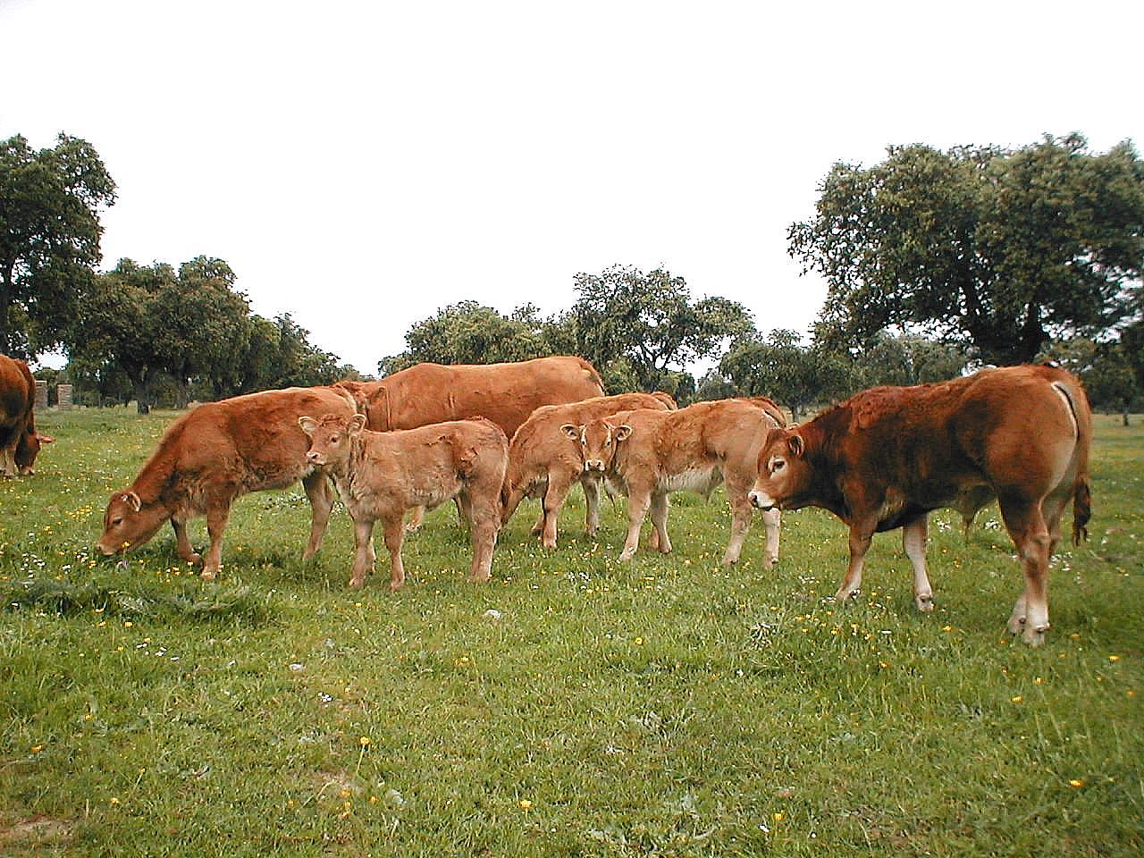 Autor: Irene Muñoz.<br/>Año: 2003.<br/>Sexo: rebaño.<br/>Comentario: lote de terneros en el campo en la ganaderia Hnos Muñoz Carrasco.<br/>Imagen facilitada por la FEDERACIÓN ESPAÑOLA DE CRIADORES DE GANADO VACUNO DE LA RAZA LIMUSINA. 