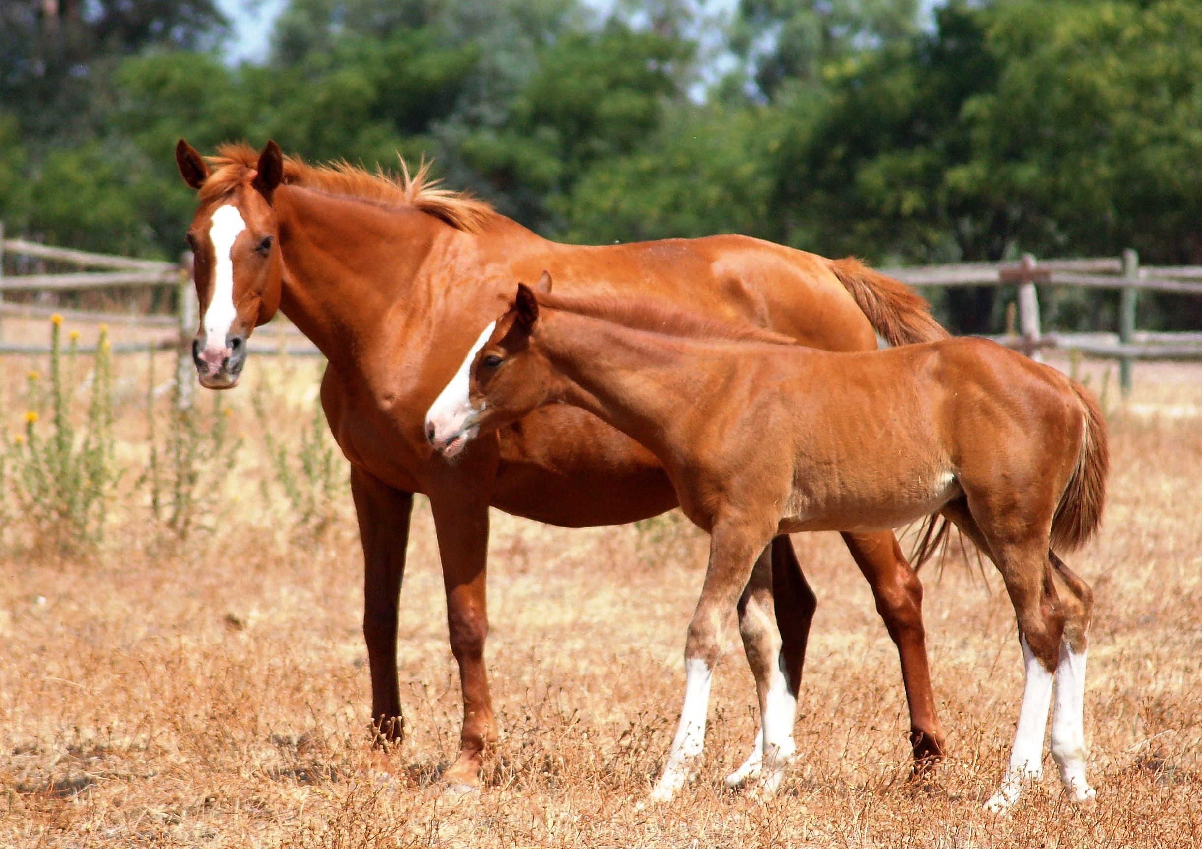 Imagen facilitada por la ASOCIACIÓN ESPAÑOLA DE CRIADORES DE CABALLOS ANGLO-ÁRABES (AECCAá).<br/>Año: 2012.<br/>Sexo: Hembra con cría.