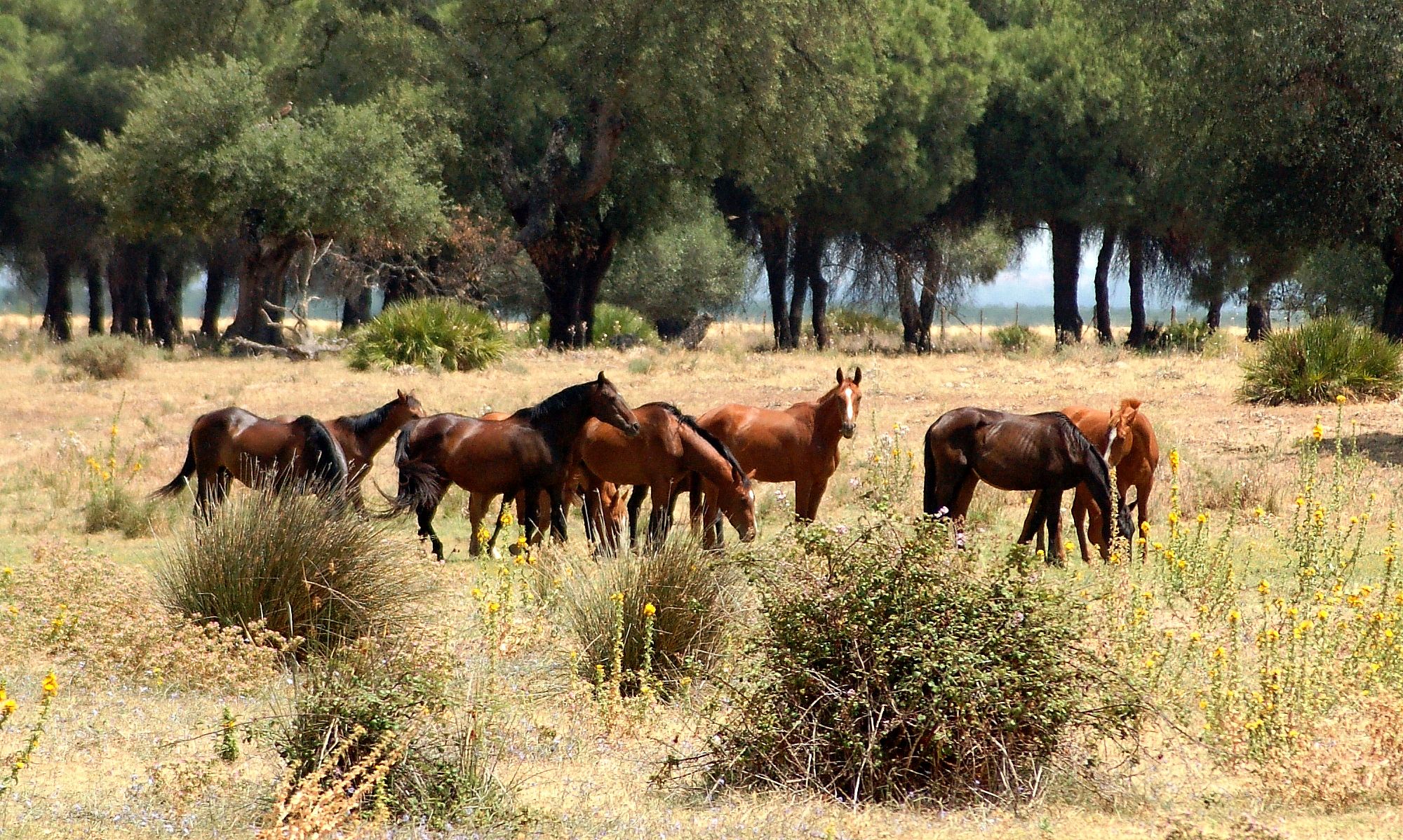 Imagen facilitada por la ASOCIACIÓN ESPAÑOLA DE CRIADORES DE CABALLOS ANGLO-ÁRABES (AECCAá).<br/>Año: 2012.<br/>Manada de caballos en su medio natural. 
