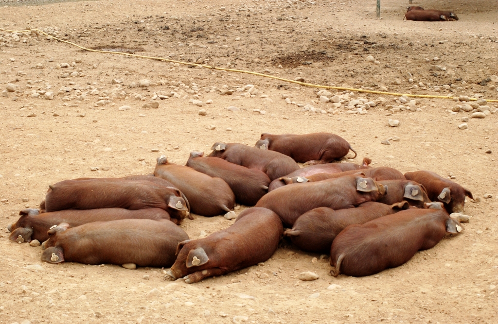Imagen de Duroc (crías), fuente MAGRAMA.