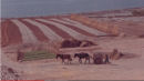 Fotograma de "50 años de Invernaderos en Almería. 1963-2013" 