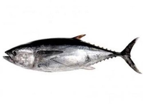imagen pescados