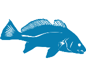 Corvina