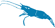 Langostino tigre