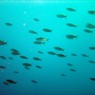 Banco de peces