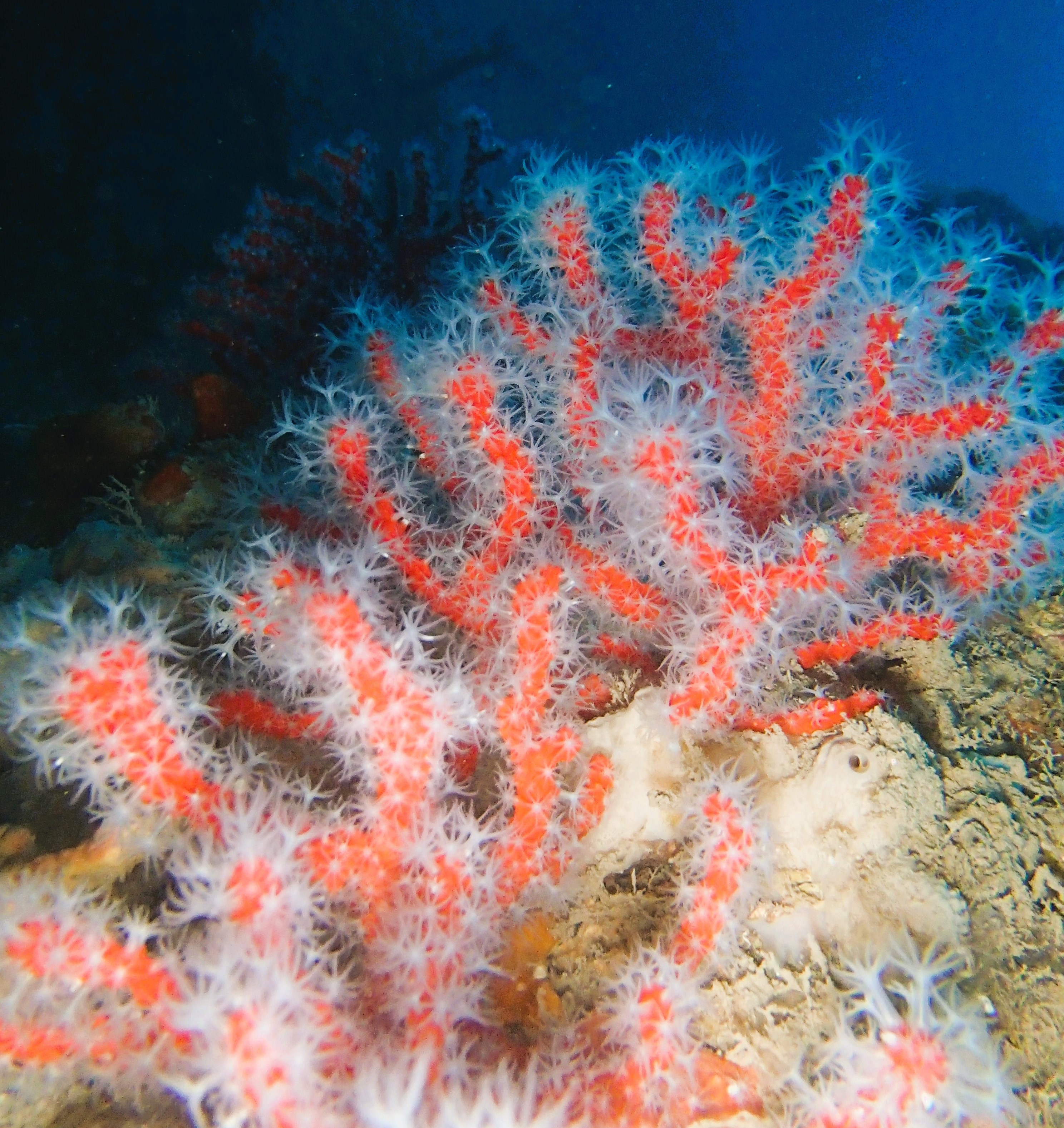 Coral rojo