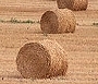 imagen alpacas