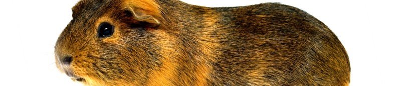 cobaya