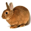 conejo