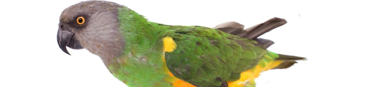 loro