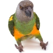 loro